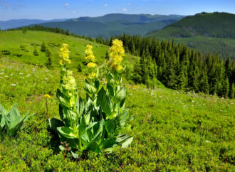 Pflanzen und Tiere im Allgäu: Was müssen Wanderer beachten?