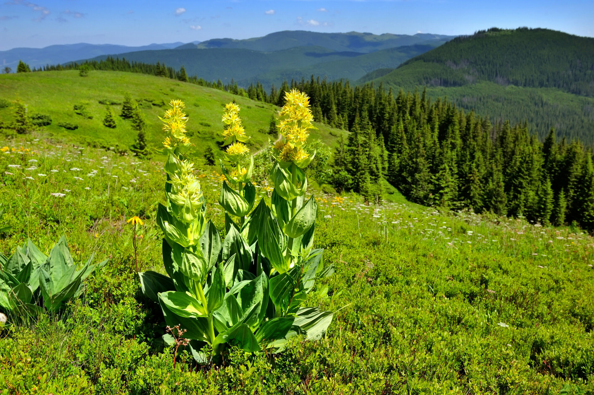 Pflanzen und Tiere im Allgäu