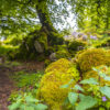 Auf den Spuren der Allgäuer Flora und Fauna: Eine botanische Wanderung