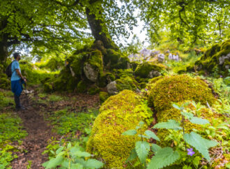 Auf den Spuren der Allgäuer Flora und Fauna: Eine botanische Wanderung