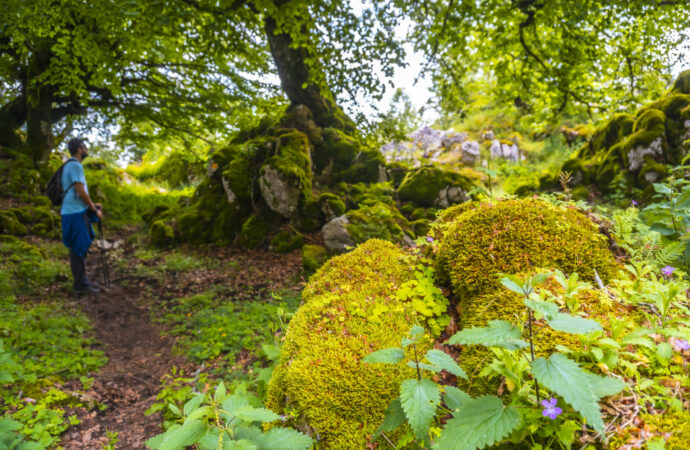 Auf den Spuren der Allgäuer Flora und Fauna: Eine botanische Wanderung