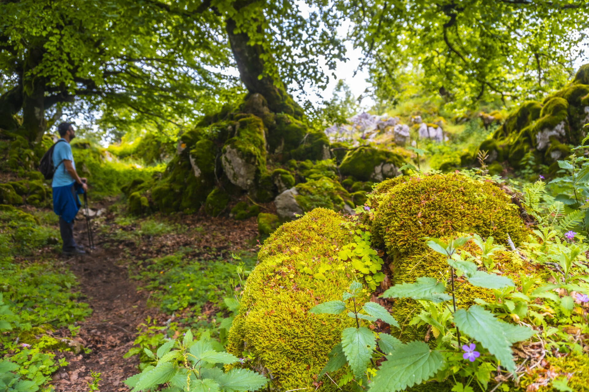 Allgäuer Flora und Fauna