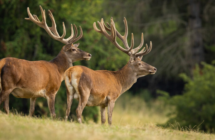 Tierisch gut: Eine Wanderung zu Wildtiergehegen im Ostallgäu