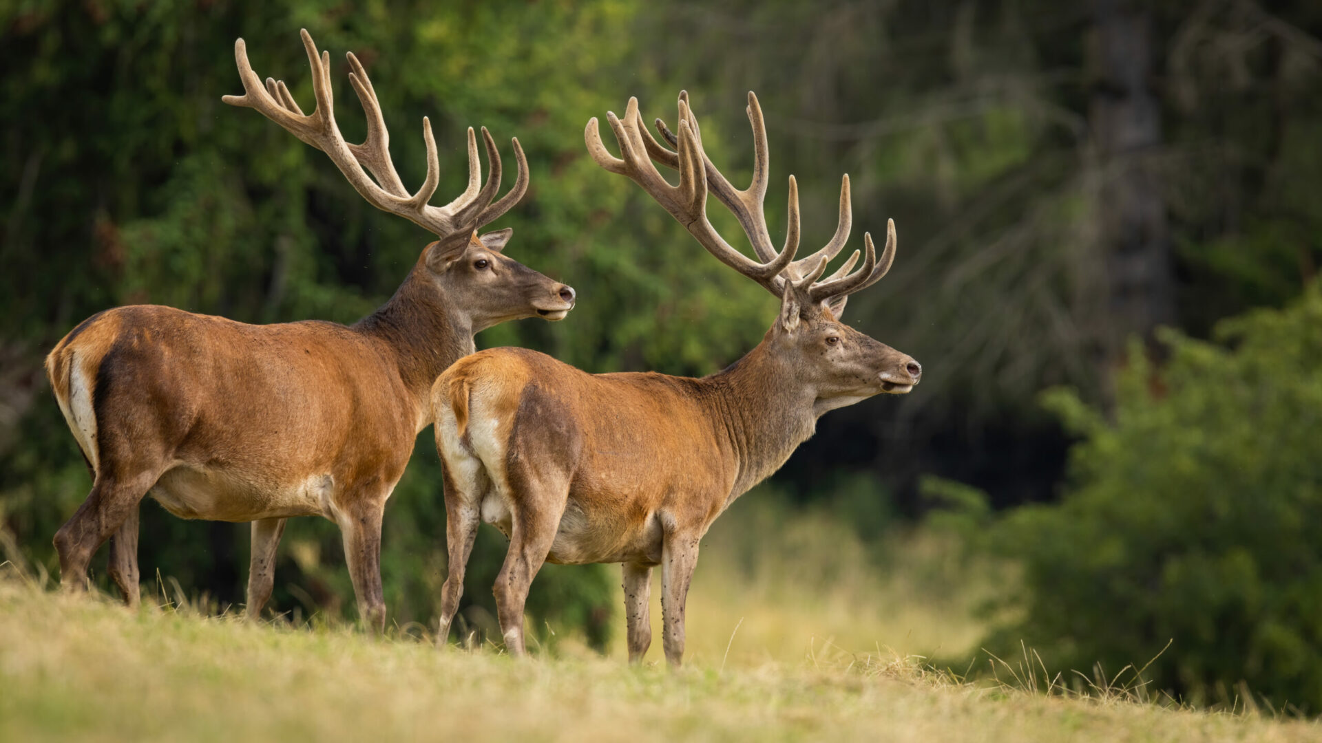 Wildtiergehegen im Ostallgäu